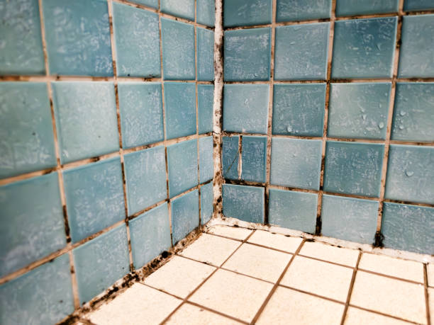 Best Mold Documentation for Insurance Claims  in Delta, CO